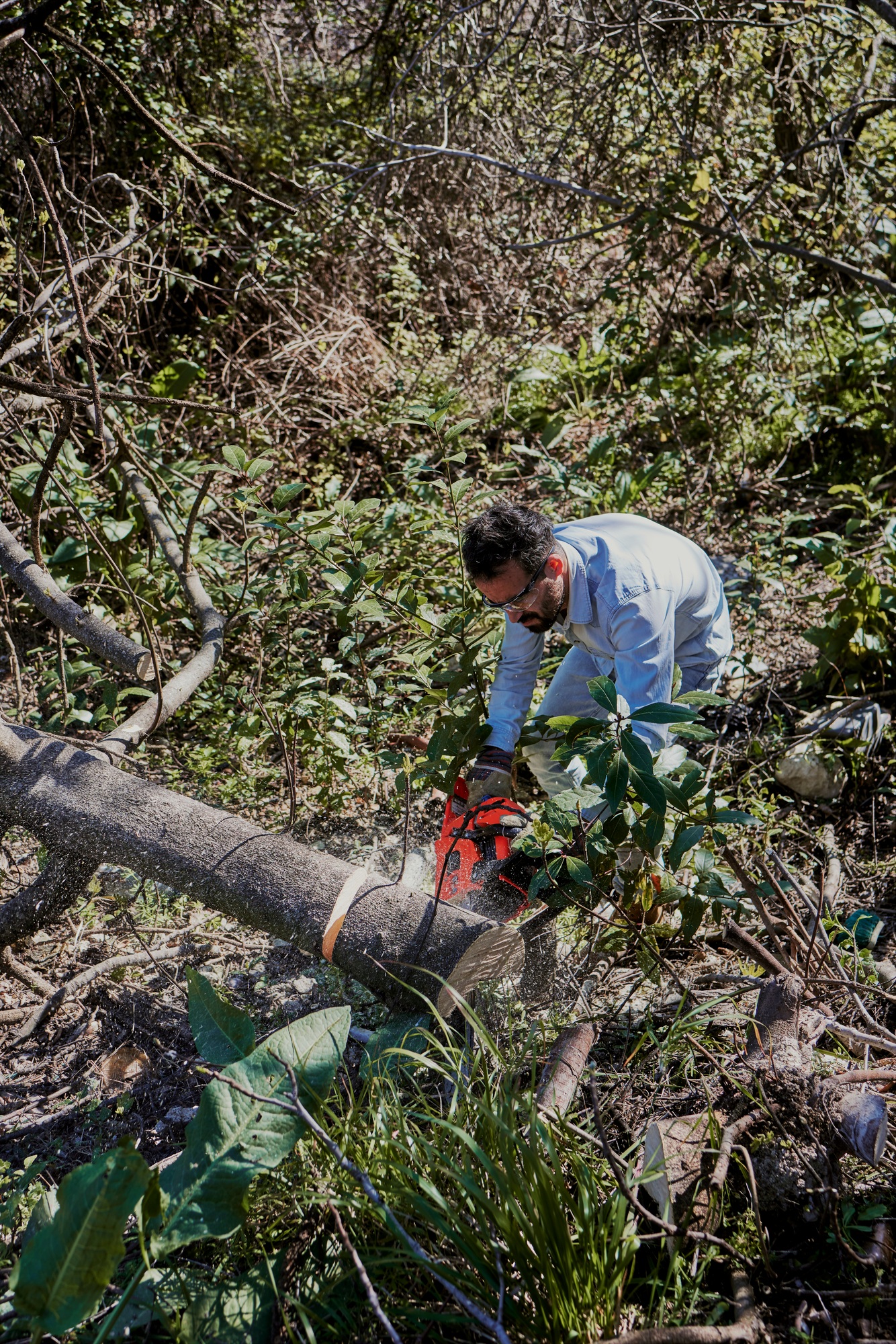 a man cuts the trunk of a tree in the garden